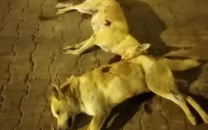 Dwa martwe psy leżące na ulicy, w smutnej scenerii.