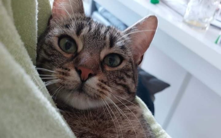 Zbiórka Pomoc dla Inki - zdjęcie główne