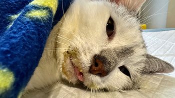 Zbiórka Panleukopenia. Walka ze śmiercią - miniaturka zdjęcia