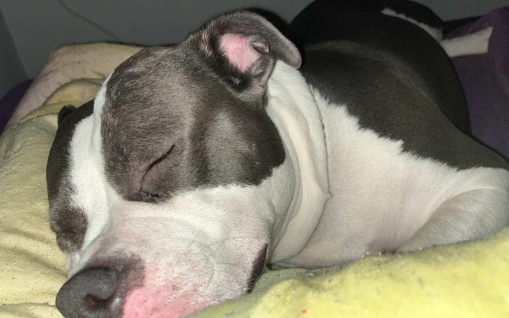 Śpiący pies na poduszce, spokojny i zrelaksowany.