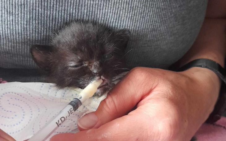 Zbiórka Na karmę i żwirek dla kotów uOli - zdjęcie główne