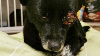 Zbiórka Renia prosi o pomoc - miniaturka zdjęcia