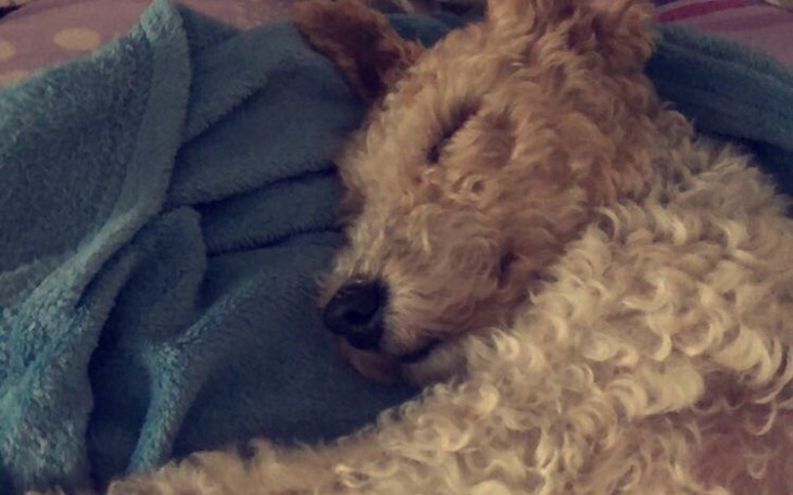 Zbiórka Pomóż Foxi znów zobaczyć świat - zdjęcie główne