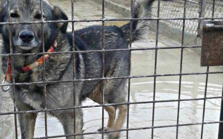 Zbiórka Aby Ciapki miały suche łapki - zdjęcie główne