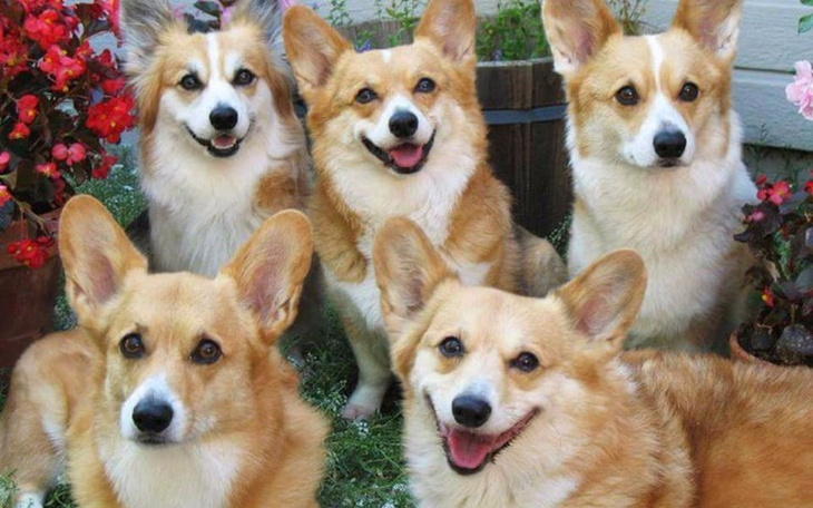 Zbiórka Na rozwój strony z Pieskami - zdjęcie główne