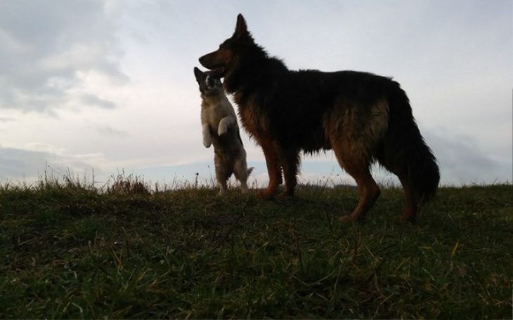 Zbiórka Schronisko dla czworonogów :) - zdjęcie główne