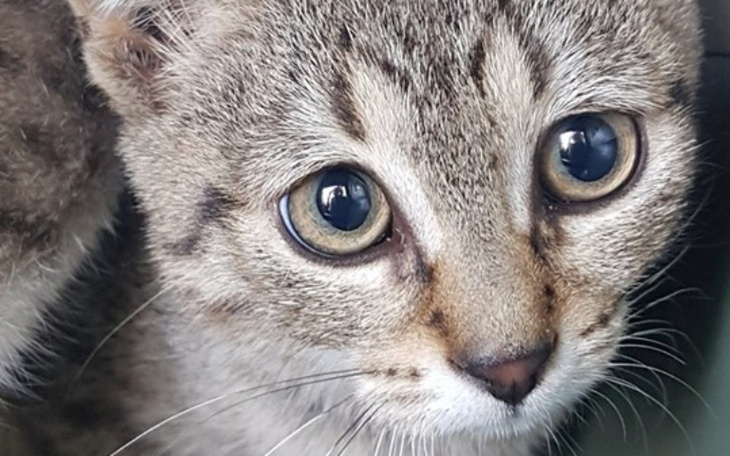 Zbiórka Kastracja i leczenie kociąt - zdjęcie główne