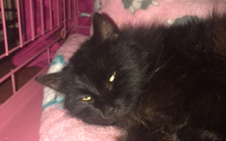 Zbiórka Zakup karmy dla chorego "Puszka" - zdjęcie główne