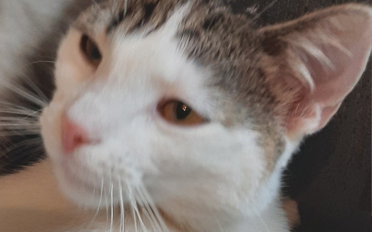 Zbiórka Pilna operacja ratująca życie ko - zdjęcie główne