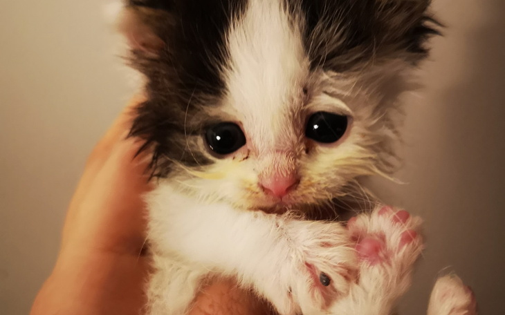 Zbiórka Dom Tymczasowy naszego Stada - zdjęcie główne