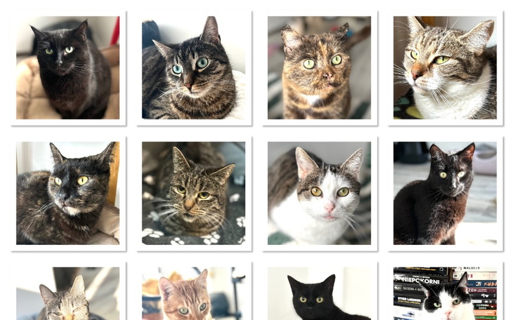Kolekcja zdjęć kotów w różnych pozach.