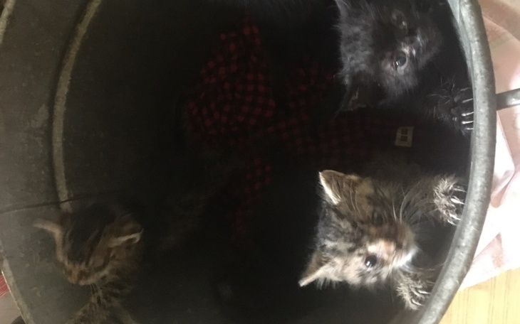 Zbiórka Na pomoc kociakom z beczki - zdjęcie główne