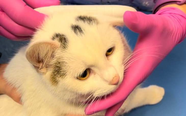 Zbiórka Kotek Lucky prosi o pomoc - zdjęcie główne