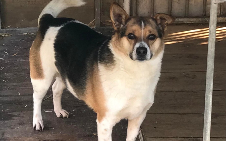 Zbiórka Pamiętasz Reksia z Radys - zdjęcie główne