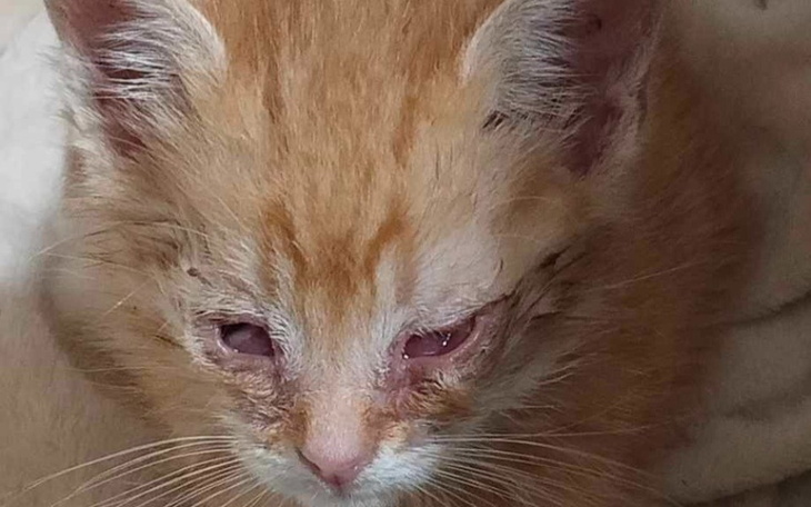 Zbiórka Chory rudy brzdąc - zdjęcie główne