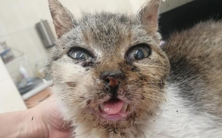 Zbiórka Pomoc dla kotów z Jordanowskiej - zdjęcie główne