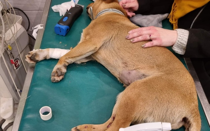 Zbiórka Operacja miednicy pieska - zdjęcie główne