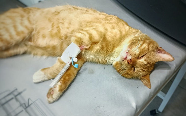 Zbiórka OKROPNY ból, nie może JEŚĆ... - zdjęcie główne