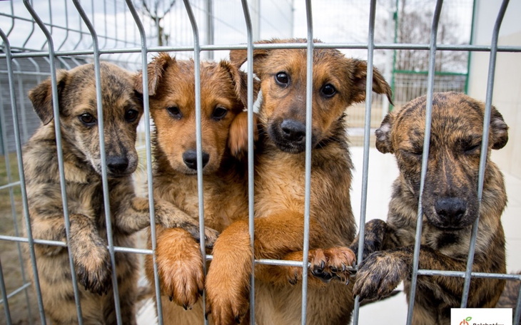 Cztery szczeniaki patrzące przez ogrodzenie.