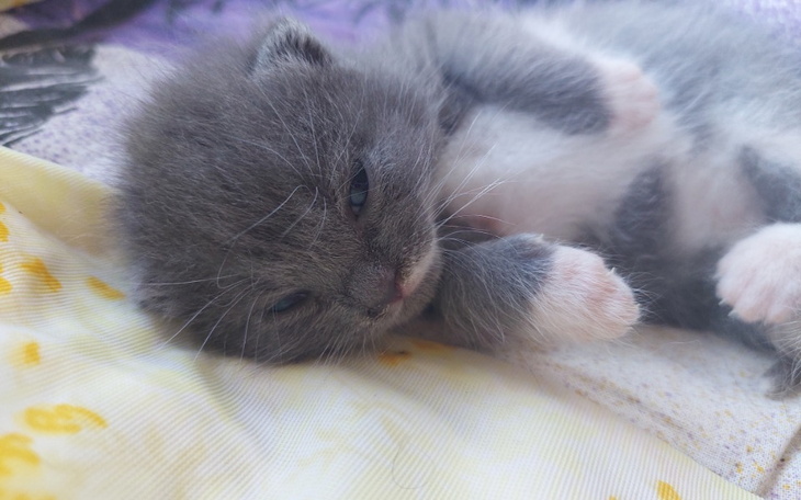 Zbiórka Na leczenie małego Rysia - zdjęcie główne