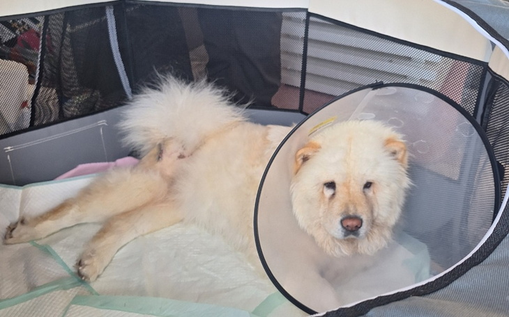 Zbiórka Pomóżmy Rubi, ma tylko 9 mcy... - zdjęcie główne