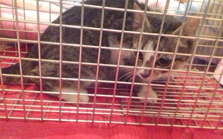 Zbiórka Na ratunek! - zdjęcie główne