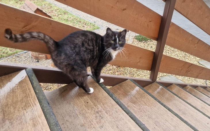 Zbiórka Pomoc kotom wolnożyjącym wDębach - zdjęcie główne