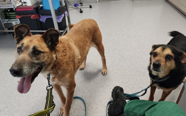 Dwa psy w poczekalni weterynaryjnej, czekają na wizytę.