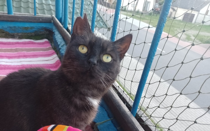 Czarny kot patrzący na zewnątrz z balkonu.