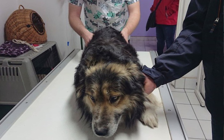 Zbiórka Kudłaty z niedowładem łapek! - zdjęcie główne