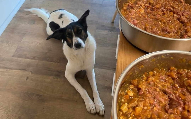 Pies leżący obok misek z jedzeniem.