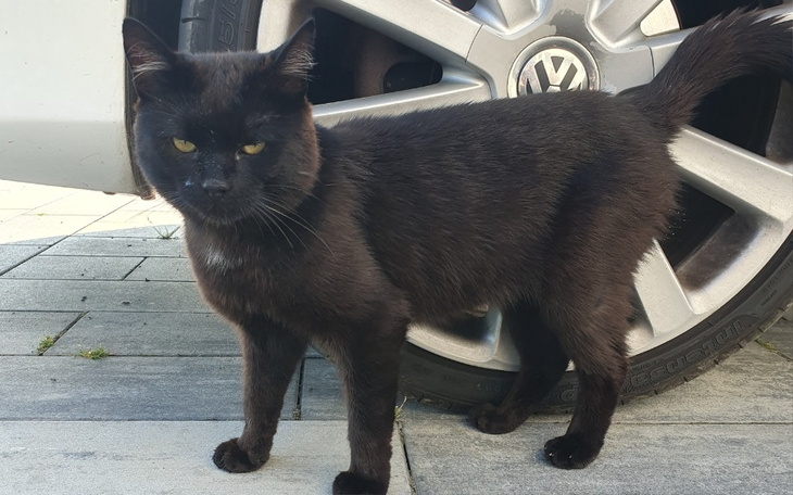 Zbiórka Operacja dla kotka GG - zdjęcie główne