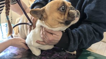 Zbiórka Ratujemy bulwinkę z ulicy - miniaturka zdjęcia