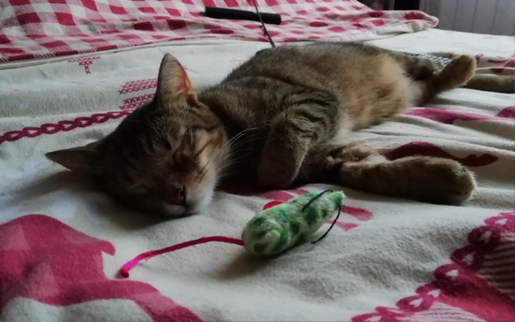 Zbiórka Leczenie Ryszardy - chorej kotki - zdjęcie główne