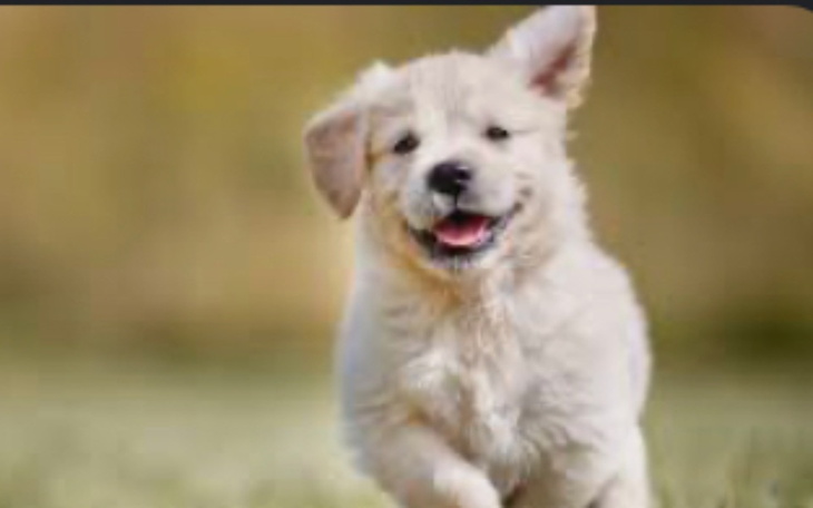 Zbiórka Zbieram na psa dla mojego syna - zdjęcie główne