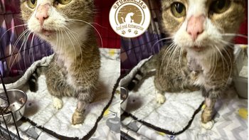 Zbiórka Amputacja łapki- pomożesz? - miniaturka zdjęcia