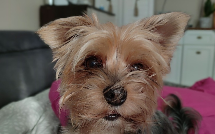 Zbiórka Zwichnięcie rzepki,zerwane więza - zdjęcie główne