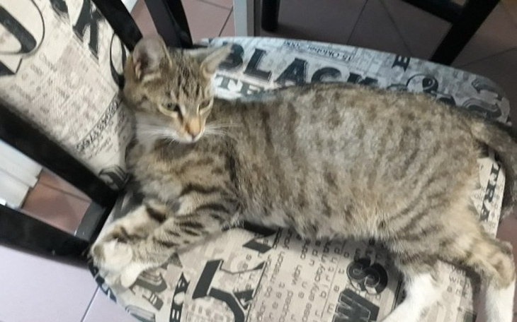 Zbiórka Kotka w ciąży potrzebna pomoc! - zdjęcie główne