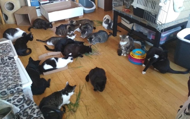 Zbiórka Koty z Fundacji Kotłownia - zdjęcie główne