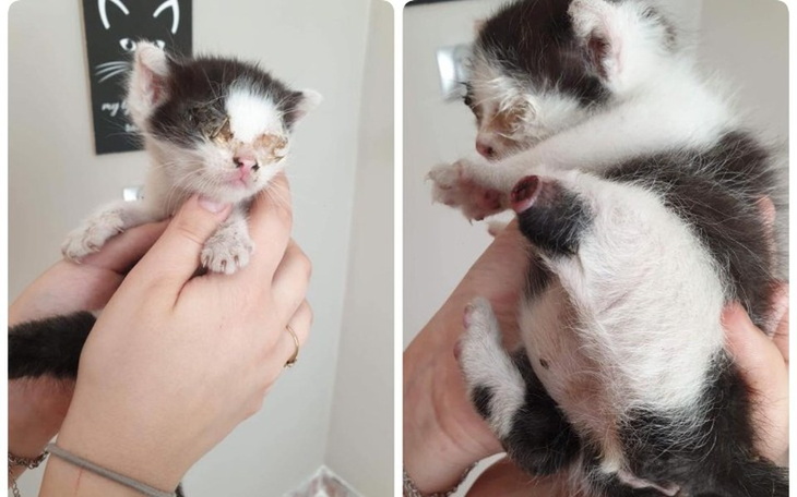 Zbiórka Jakiś potwór odciął mi łapkę :( - zdjęcie główne