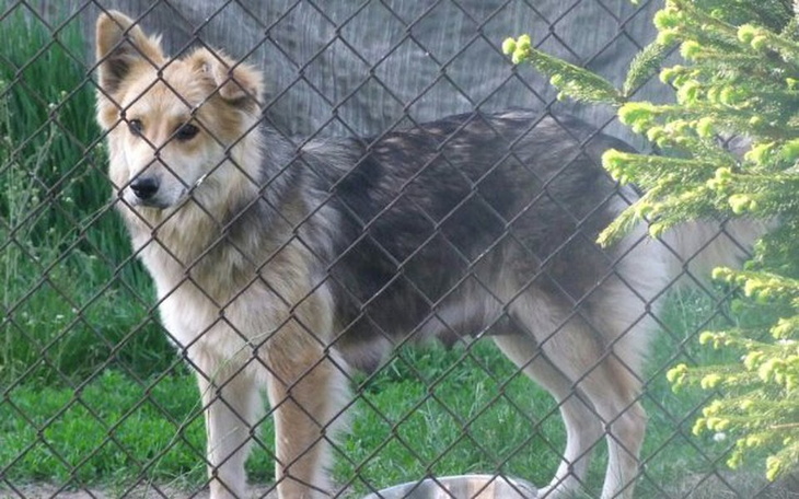 Pies stoi za ogrodzeniem, wygląda na czujnego i zaniepokojonego.
