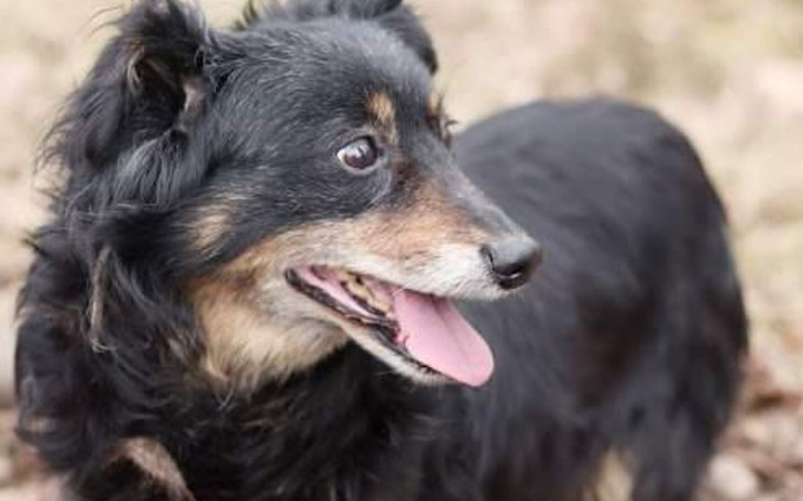 Zbiórka Daj piataka dla psiaka - zdjęcie główne