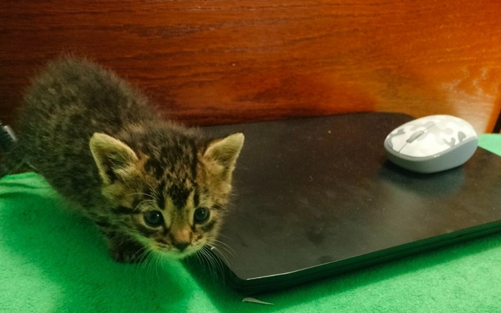 Zbiórka Leczenie dla kotka Kevina - zdjęcie główne