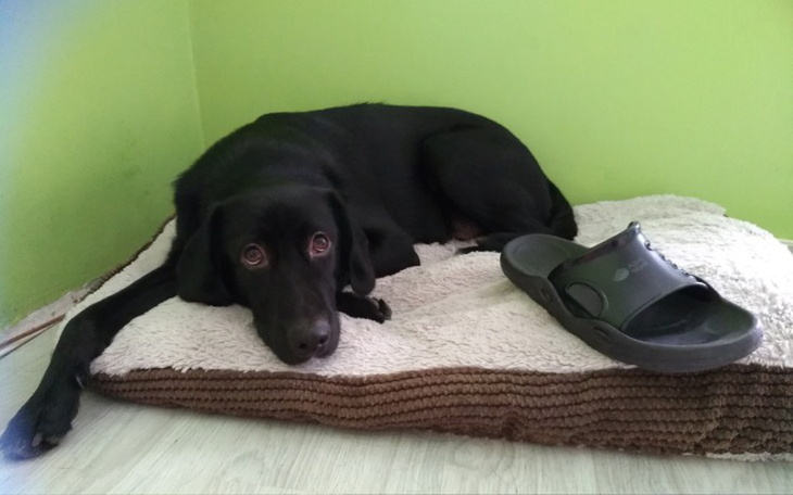 Zbiórka Na domowy biznes/psie ubranka - zdjęcie główne