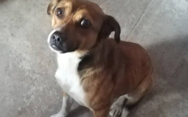 Pies siedzący na podłodze, patrzący w stronę obiektywu.