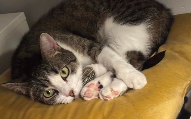 Kot leżący na poduszce, z zielonymi oczami.