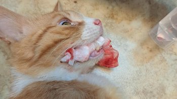 Zbiórka Na operację dla Płomyczka - miniaturka zdjęcia