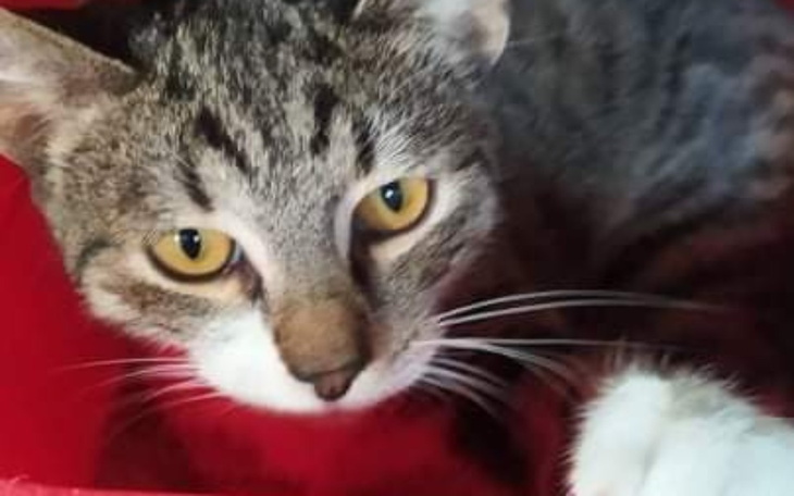 Zbiórka Puszki na puste kocie brzuszki - zdjęcie główne