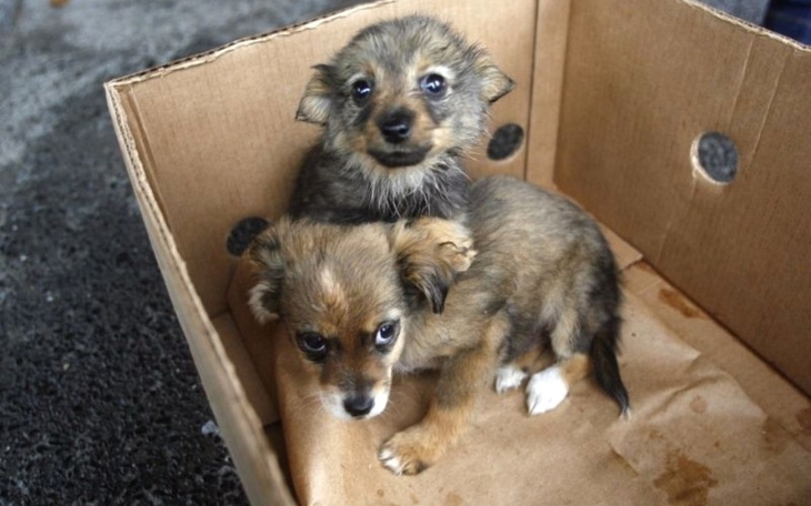 Zbiórka Zbieramy na głodne pieski. - zdjęcie główne