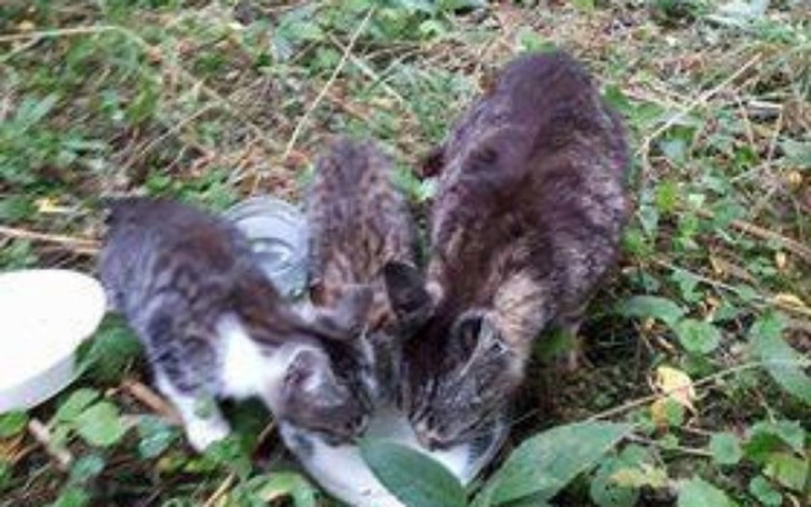 Zbiórka PORZUCONE NA Pewną ŚMIERĆ-POMOCY - zdjęcie główne